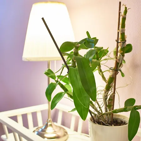 Südstern Og Wyk auf Föhr